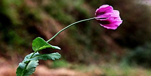 云顶之弈S8.5未来战士阵容搭配，S8.5未来战士ez阵容装备攻略